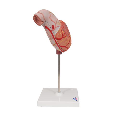 Human Stomach Model, 2 part, 1000302 [K15], Digestive System Models