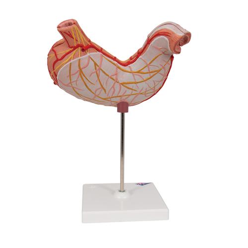 Human Stomach Model, 2 part, 1000302 [K15], Digestive System Models