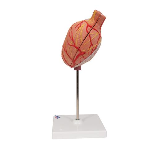 Human Stomach Model, 2 part, 1000302 [K15], Digestive System Models