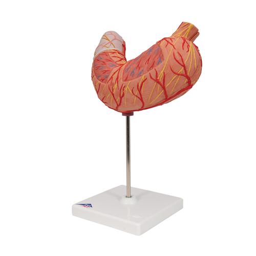 Human Stomach Model, 2 part, 1000302 [K15], Digestive System Models