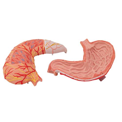 Human Stomach Model, 2 part, 1000302 [K15], Digestive System Models