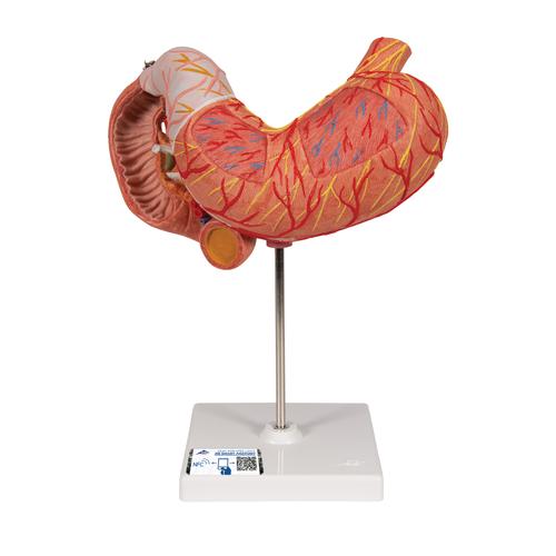 Human Stomach Model, 3 part, 1000303 [K16], Digestive System Models