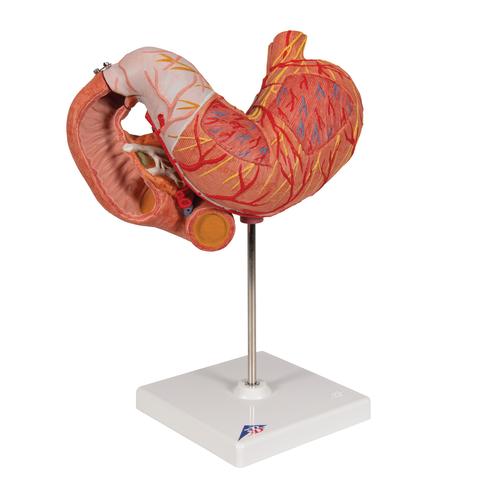 Human Stomach Model, 3 part, 1000303 [K16], Digestive System Models