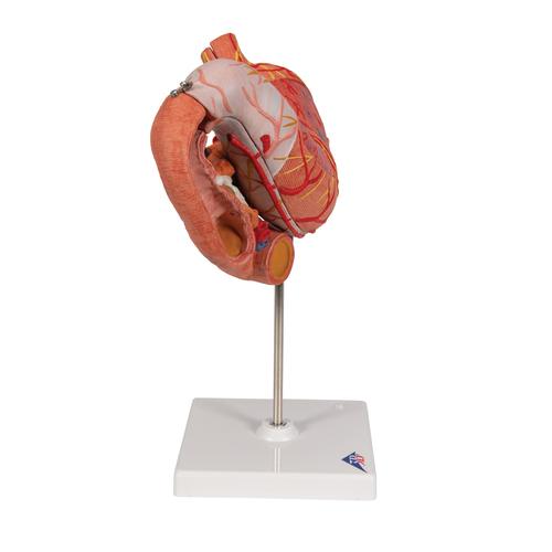 Human Stomach Model, 3 part, 1000303 [K16], Digestive System Models