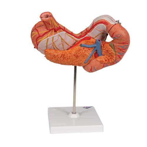 Human Stomach Model, 3 part, 1000303 [K16], Digestive System Models