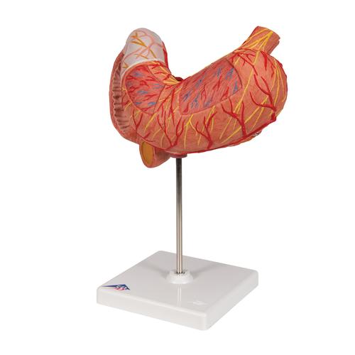 Human Stomach Model, 3 part, 1000303 [K16], Digestive System Models