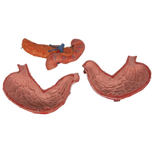 Human Stomach Model, 3 part, 1000303 [K16], Digestive System Models