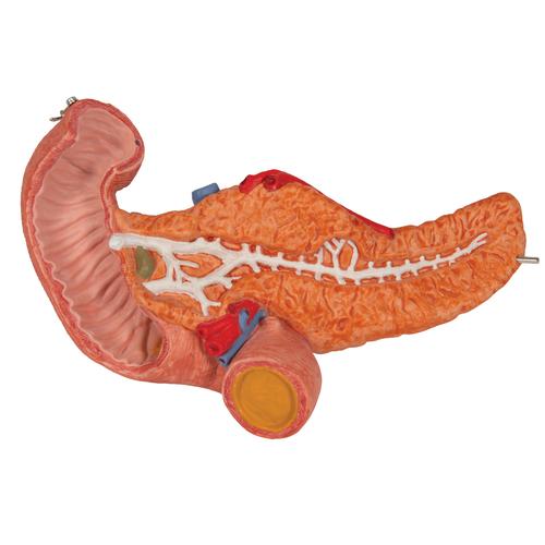 Human Stomach Model, 3 part, 1000303 [K16], Digestive System Models