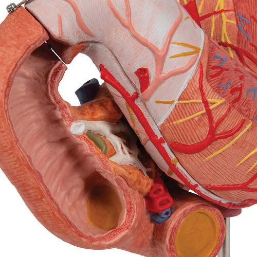 Human Stomach Model, 3 part, 1000303 [K16], Digestive System Models