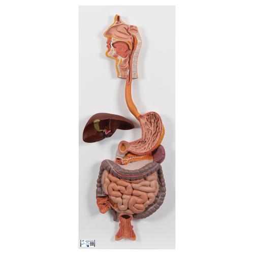 Human Digestive System Model, 2 part, 1000306 [K20], Digestive System Models