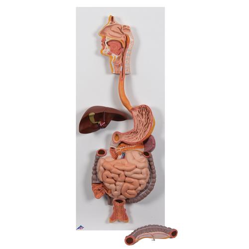 Human Digestive System Model, 2 part, 1000306 [K20], Digestive System Models