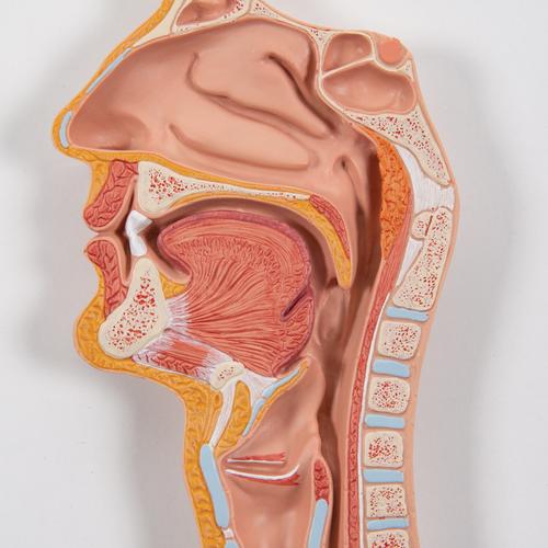 Sindirim Sistemi Modeli, 2 parçalı, 1000306 [K20], Sindirim Sistemi Modelleri