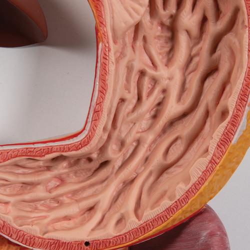 Human Digestive System Model, 2 part, 1000306 [K20], Digestive System Models