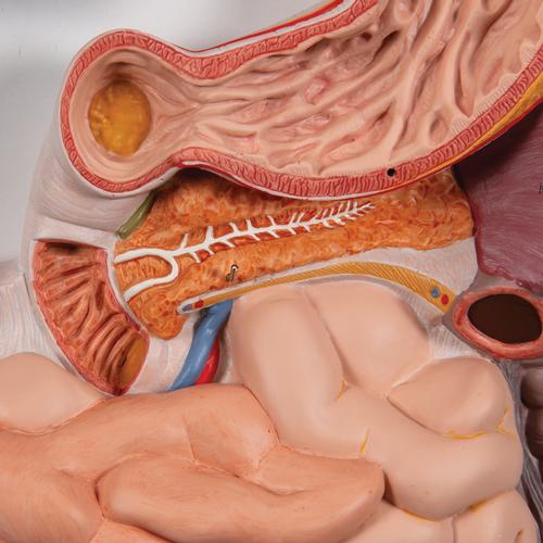 Human Digestive System Model, 2 part, 1000306 [K20], Digestive System Models