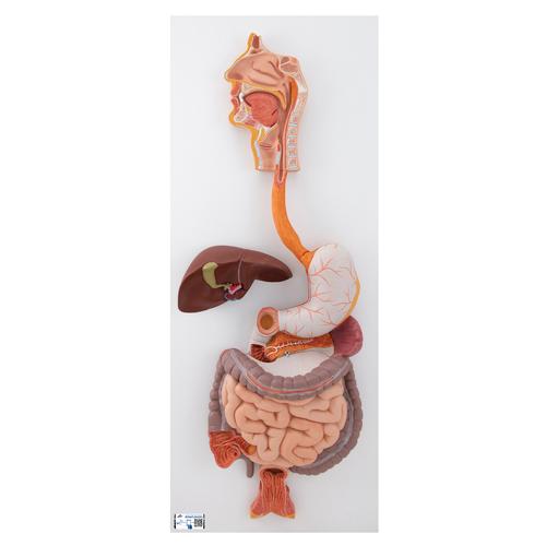 Modell des menschlichen Verdauungsapparats, 3-teilig, 1000307 [K21], Verdauungssystem