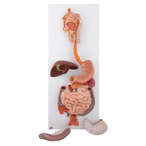 Human Digestive System Model, 3 part, 1000307 [K21], Digestive System Models