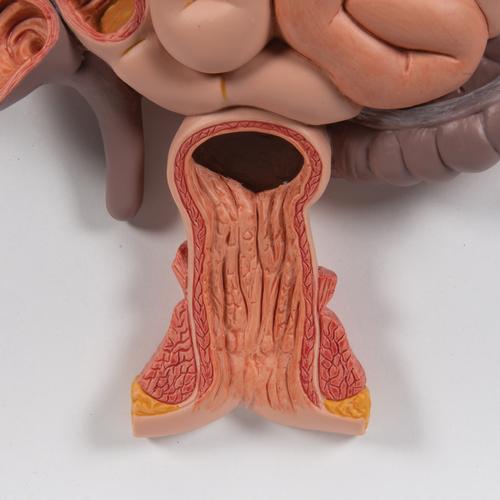 Human Digestive System Model, 3 part, 1000307 [K21], Digestive System Models