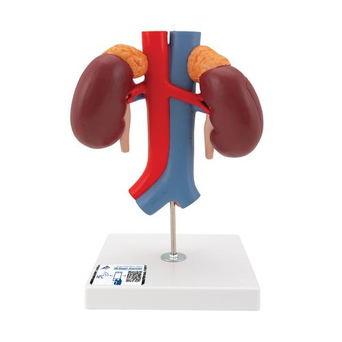 Human Kidneys Model with Vessels - 2 Part, 1000308 [K22/1], Urology Models