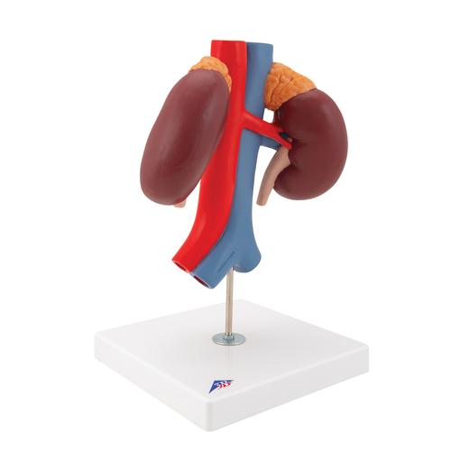 혈관이 있는 신장 모형, 2-파트

Kidneys with Vessels - 2 Part, 1000308 [K22/1], 비뇨기계 모형