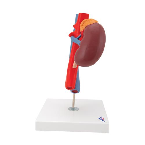 Human Kidneys Model with Vessels - 2 Part, 1000308 [K22/1], Urology Models