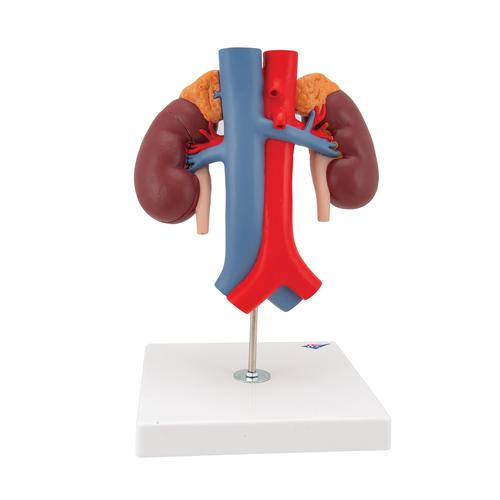 Human Kidneys Model with Vessels - 2 Part, 1000308 [K22/1], Urology Models