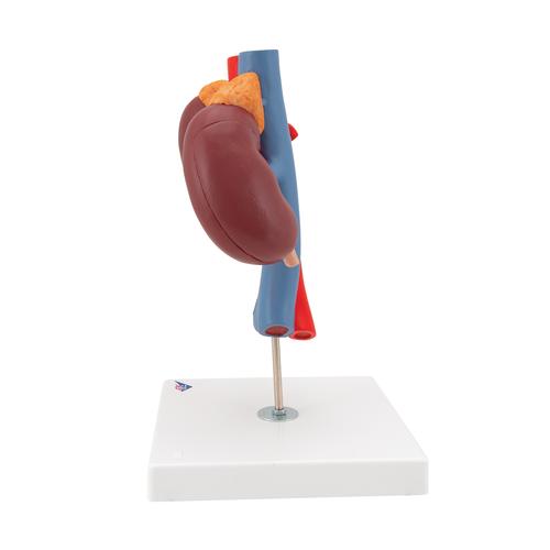 Human Kidneys Model with Vessels - 2 Part, 1000308 [K22/1], Urology Models