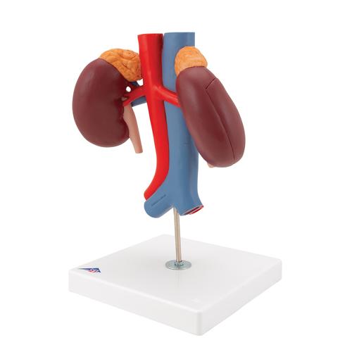 Human Kidneys Model with Vessels - 2 Part, 1000308 [K22/1], Urology Models