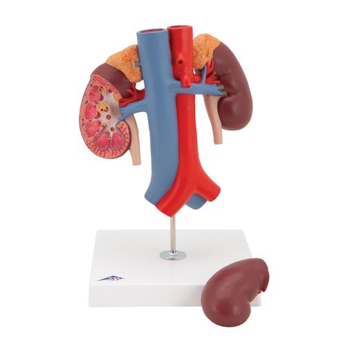 Human Kidneys Model with Vessels - 2 Part, 1000308 [K22/1], Urology Models