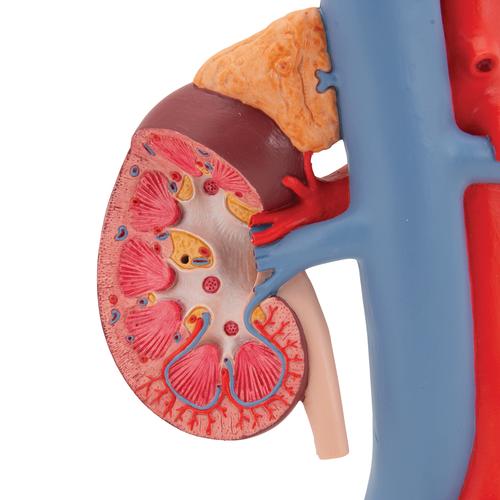 Human Kidneys Model with Vessels - 2 Part, 1000308 [K22/1], Urology Models