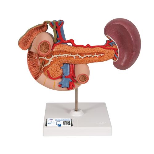 상복부의 내분비 기관 모형 Rear organs of the upper abdomen, 1000309 [K22/2], 소화기 모형