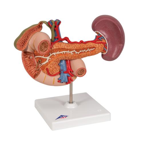 Organes postérieurs de l'épigastre, 1000309 [K22/2], Modèles de systèmes digestifs