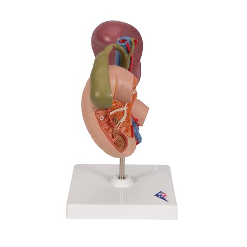 Life-Size Model of Rear Organs of Upper Abdomen, 1000309 [K22/2], Urology Models