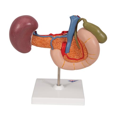 Organes postérieurs de l'épigastre, 1000309 [K22/2], Modèles de systèmes urinaires