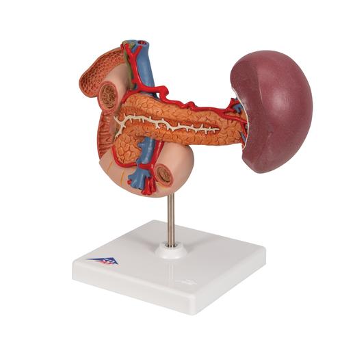 Life-Size Model of Rear Organs of Upper Abdomen, 1000309 [K22/2], Urology Models