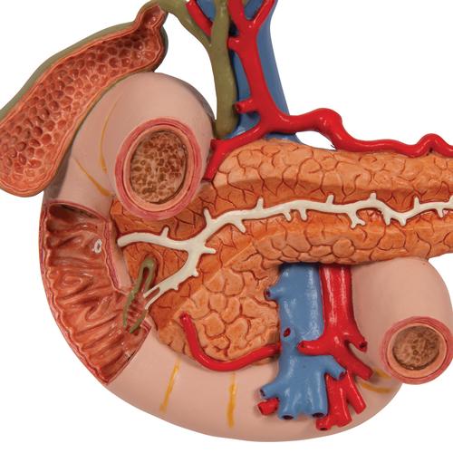 Life-Size Model of Rear Organs of Upper Abdomen, 1000309 [K22/2], Urology Models