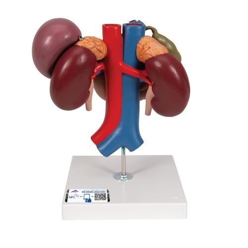 Riñones con órganos posteriores del abdomen superior, de 3 piezas, 1000310 [K22/3], Modelos del Sistema Urinario