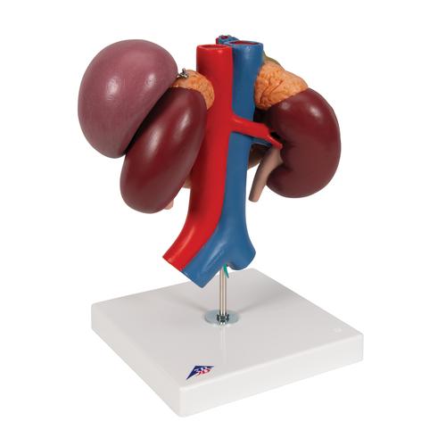 Human Kidneys Model with Rear Organs of Upper Abdomen, 3 part, 1000310 [K22/3], Urology Models