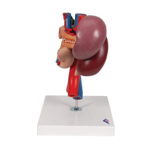 Модель почки с органами задней части верхнего отдела брюшной полости - 3B Smart Anatomy, 1000310 [K22/3], Модели пищеварительной системы человека
