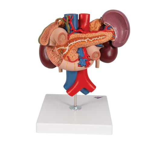 Human Kidneys Model with Rear Organs of Upper Abdomen, 3 part, 1000310 [K22/3], Digestive System Models