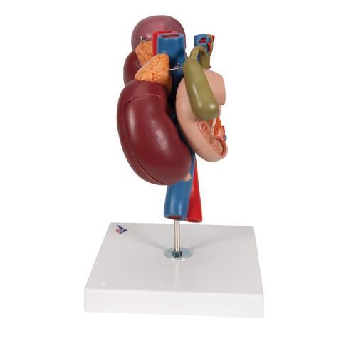 Human Kidneys Model with Rear Organs of Upper Abdomen, 3 part, 1000310 [K22/3], Digestive System Models