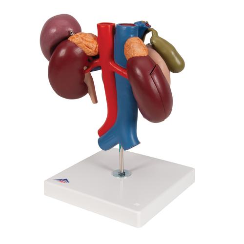 Human Kidneys Model with Rear Organs of Upper Abdomen, 3 part, 1000310 [K22/3], Digestive System Models