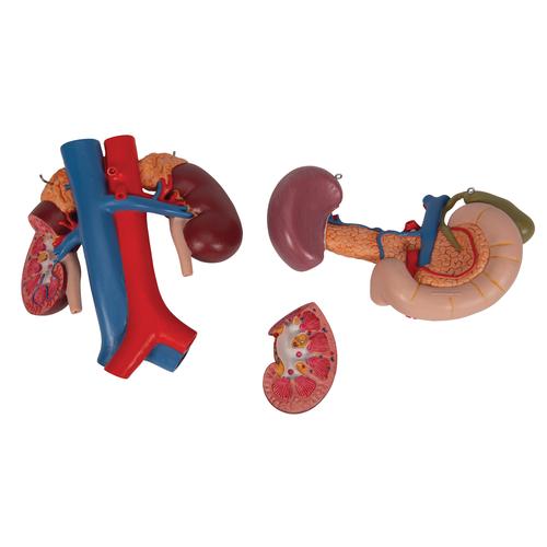 Human Kidneys Model with Rear Organs of Upper Abdomen, 3 part, 1000310 [K22/3], Urology Models