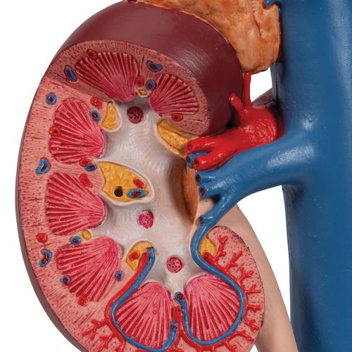 Human Kidneys Model with Rear Organs of Upper Abdomen, 3 part, 1000310 [K22/3], Digestive System Models