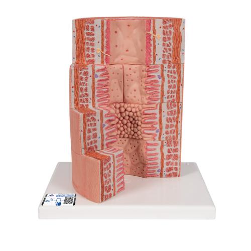 3B MICROanatomy Digestive System Model, 20-times Magnified, 1000311 [K23], Microanatomy Models 