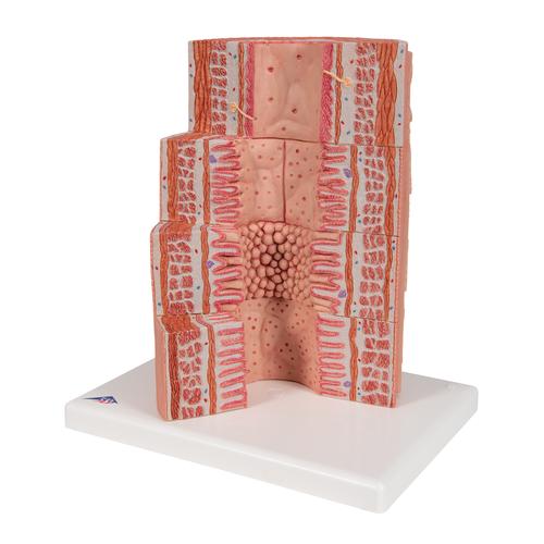 3B MICROanatomy Digestive System Model, 20-times Magnified, 1000311 [K23], Microanatomy Models 