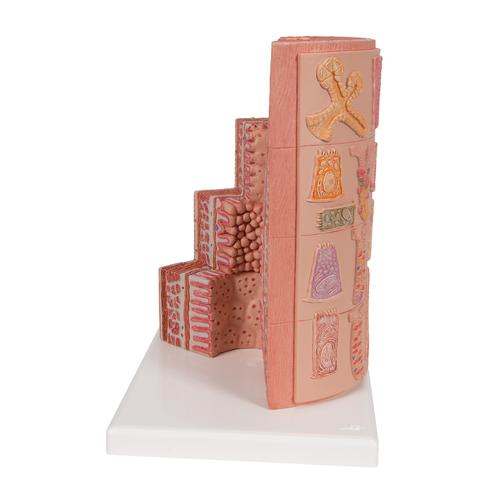 3B MICROanatomy Digestive System Model, 20-times Magnified, 1000311 [K23], Digestive System Models