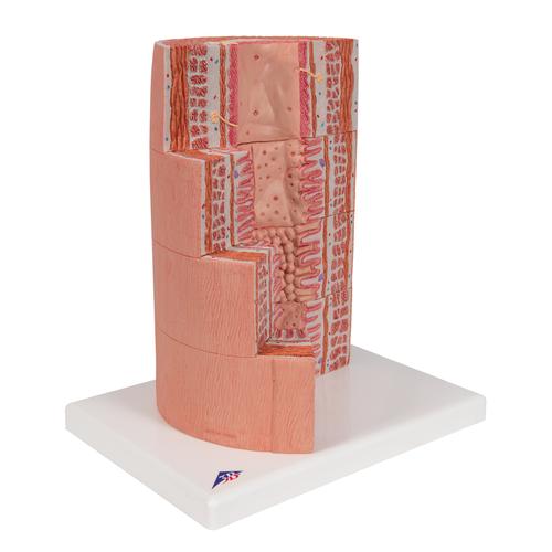 3B MICROanatomy Digestive System Model, 20-times Magnified, 1000311 [K23], Microanatomy Models 