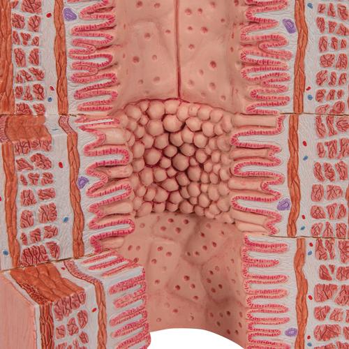 3B MICROanatomy Modell Verdauungstrakt - 20-fache Vergrößerung, 1000311 [K23], Verdauungssystem