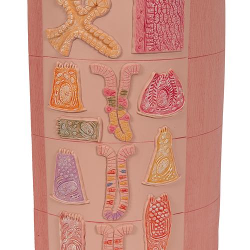 3B MICROanatomy Digestive System Model, 20-times Magnified, 1000311 [K23], Microanatomy Models 