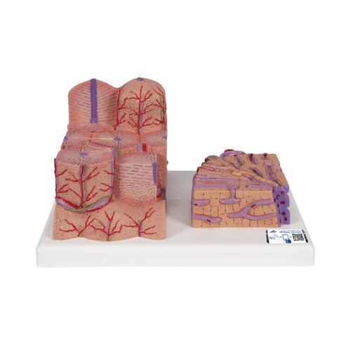 3B MICROanatomy Liver Model, 1000312 [K24], Microanatomy Models 